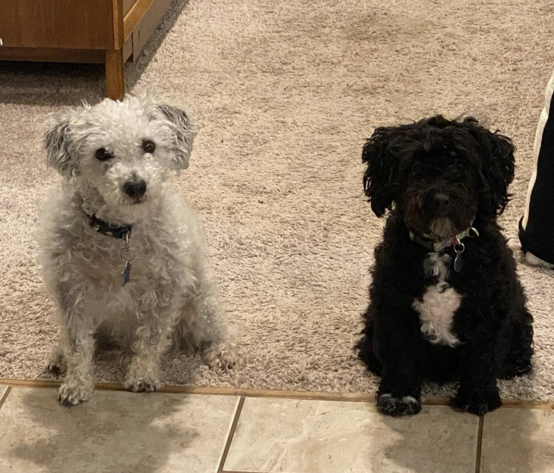 Image of Milo and Goose, our dogs